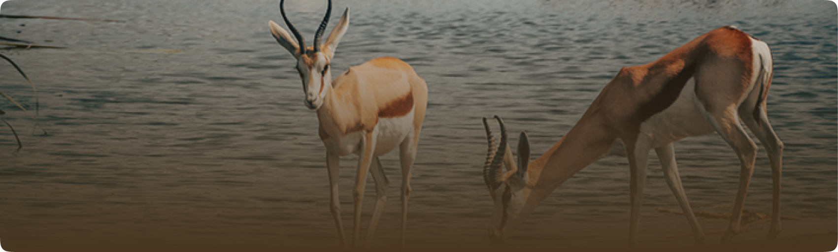 Plains game of Namibia
