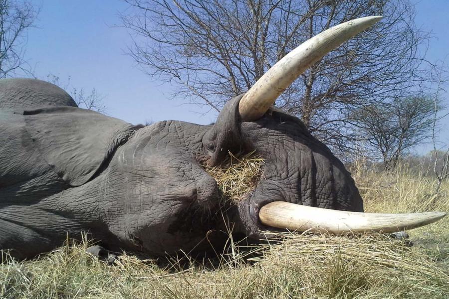 Elephant encounter