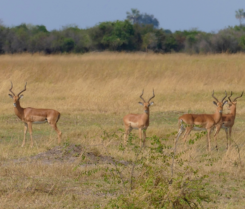Hunting antelope