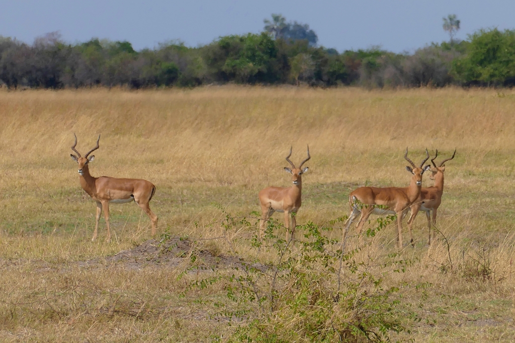 Hunting antelope