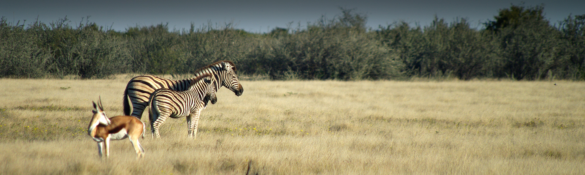 HUNTING IN THE CAPRIVI