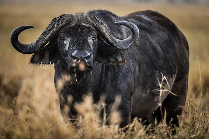 Hunting buffalo