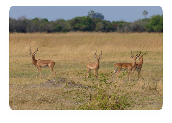 Top 5 Antelope Species to Hunt in Namibia
