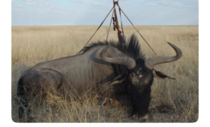 Conservation Through Hunting: The Namibian Model