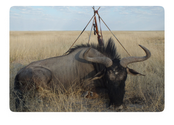 Conservation Through Hunting: The Namibian Model