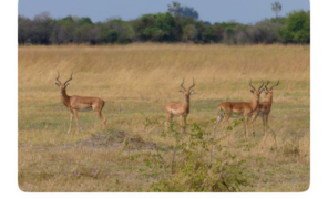 Preparing for Your African Safari: Essential Tips